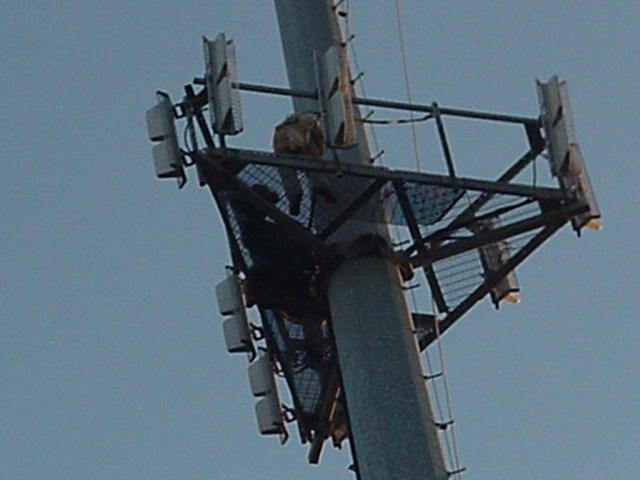 Cell Tower Rescue